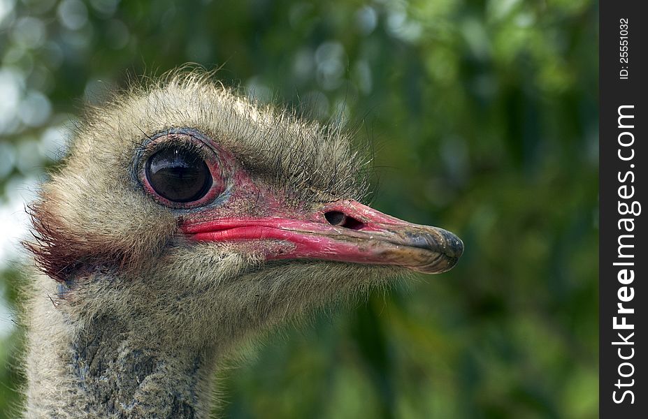 Portrait of an ostrich in ZOO