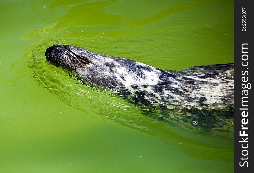 Fur Seal In City Zoo