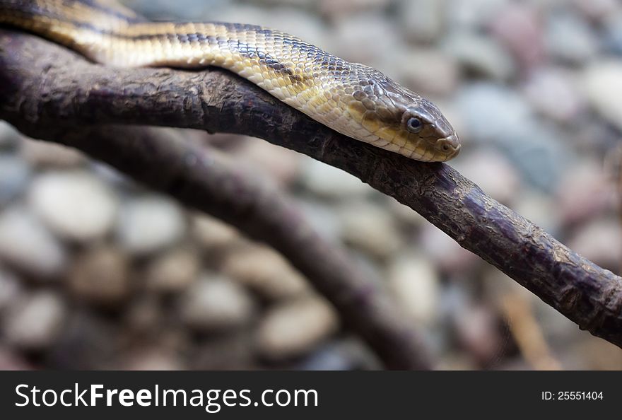 Dangerous snake on hte branch in city zoo