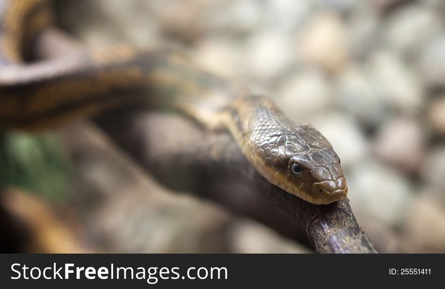 Dangerous snake on hte branch