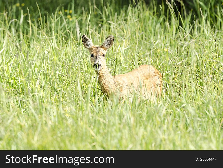 Young deer watching at photographer