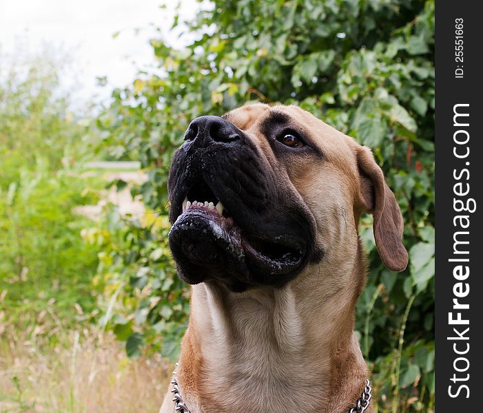 Portrait Of Big Dog