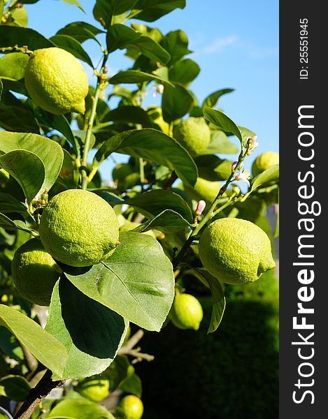 Delicious-looking ripe lemons on lemon tree. Delicious-looking ripe lemons on lemon tree