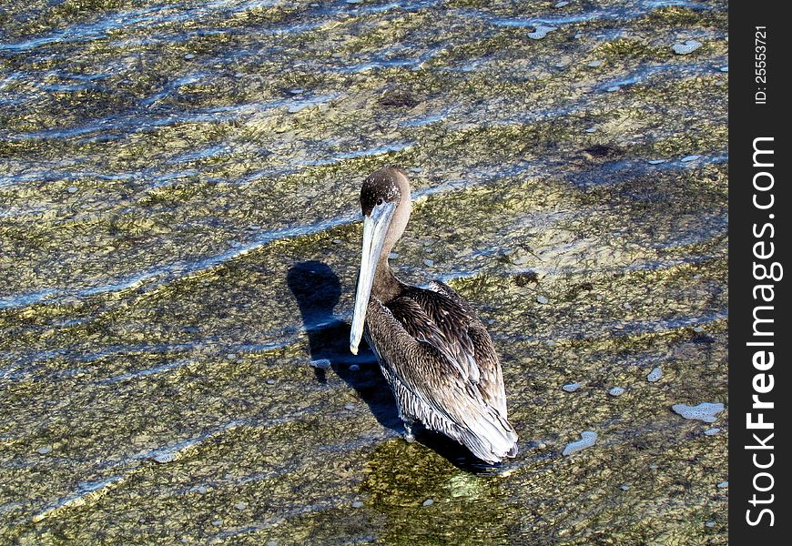 Brown Pelican wading along a coastal beach in Florida