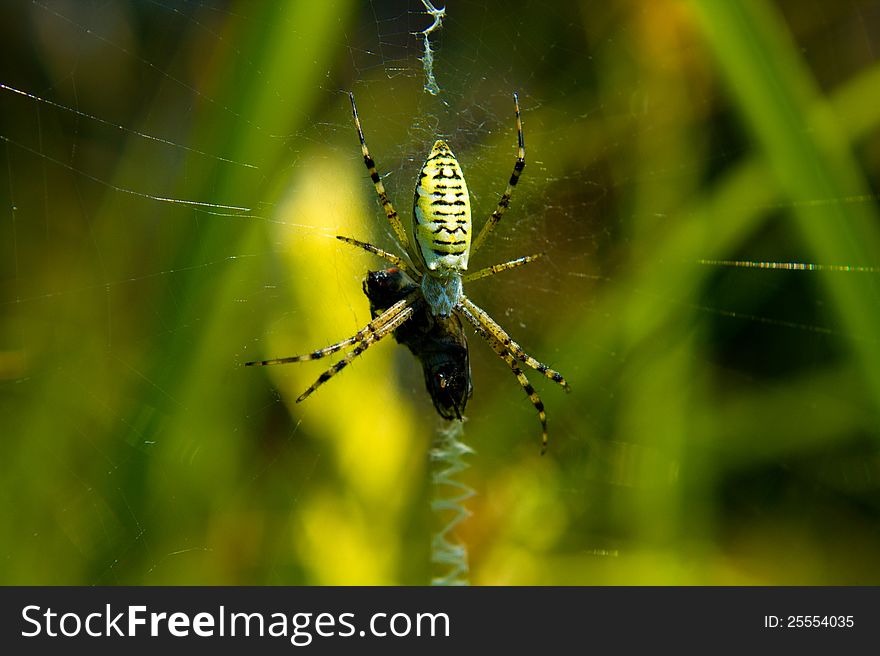 Lunch in a spider's web. Lunch in a spider's web.