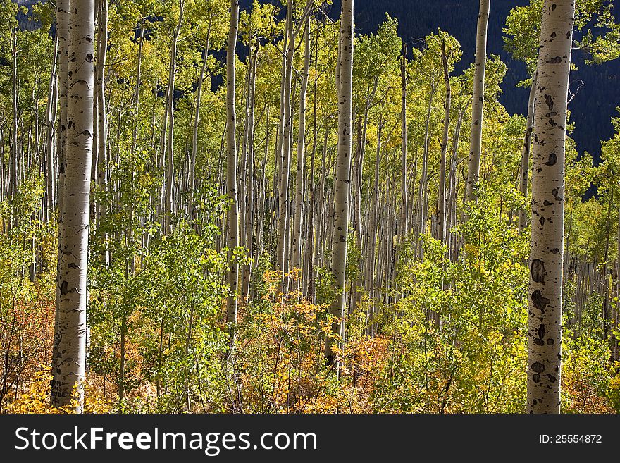 Fall colors of Aspen Trees in Colorado. Fall colors of Aspen Trees in Colorado