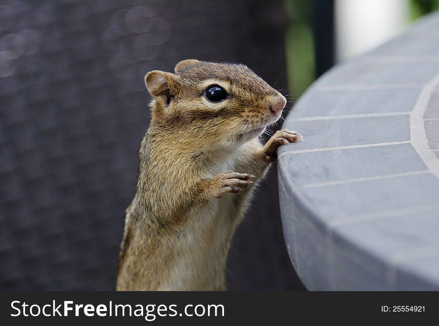 Wild chipmunk looking over a table for food