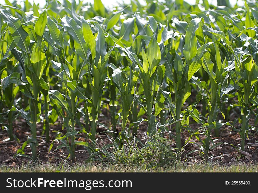 Corn field in Southern Wisconsin