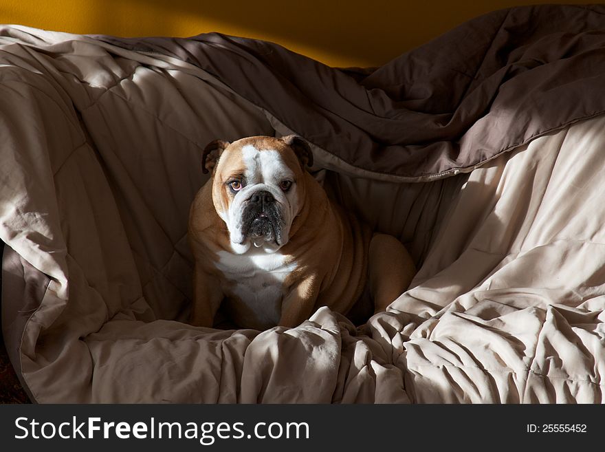 English Bulldog on a couch with a blanket. English Bulldog on a couch with a blanket