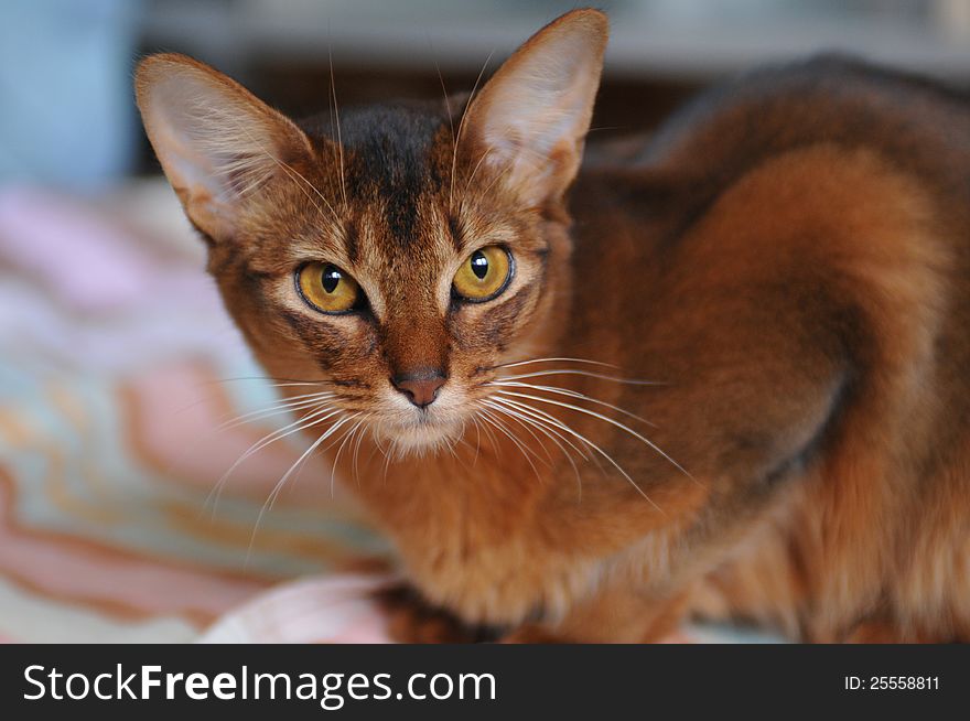 Ruddy somali cat home portrait. Ruddy somali cat home portrait