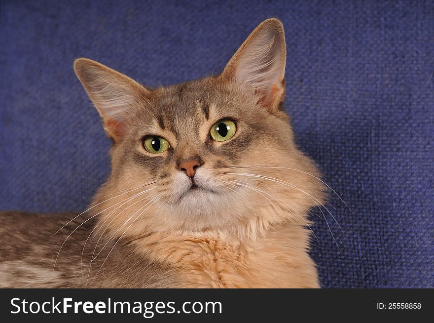 Closeup blue somali cat portrait