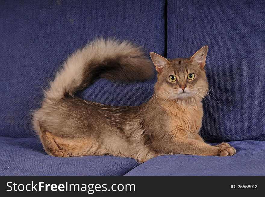 Blue somali male cat portrait on the sofa looking at camera