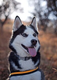 Portrait Of A Beautiful Husky Dog In The Autumn Park Stock Photography