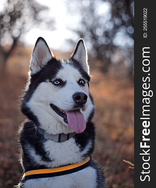 Portrait of a beautiful husky dog in the autumn park
