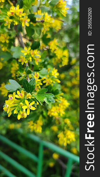 Sunny Yellow Flowers Instantly Lift The Mood With Their Very Appearance