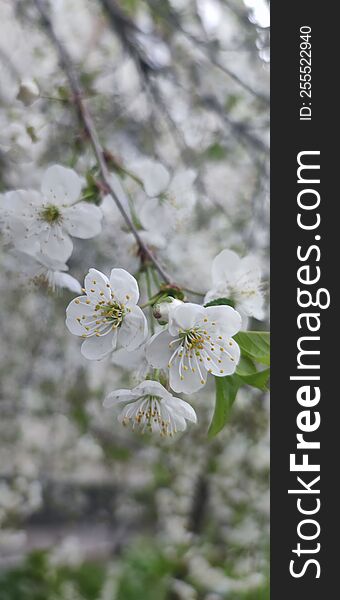 The cherry orchard is a nostalgic image, a symbol of beauty