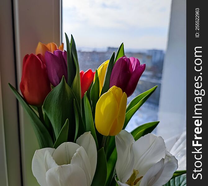 spring beauty flower- bright tulip