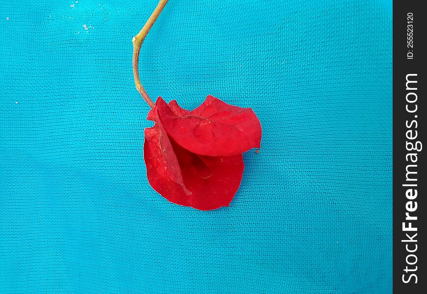 red bougainvillea flower, September 2022 in Kenya