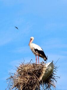 A Stork Stands In A Nest Against A Blue Sky. Stock Photo