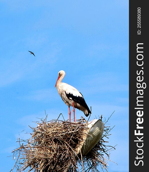 A stork stands in a nest against a blue sky.