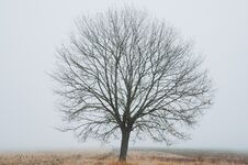 Tree In Fog In Wintertime Royalty Free Stock Photography