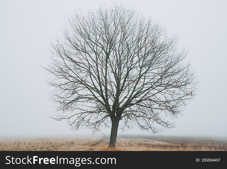 Tree in fog in wintertime