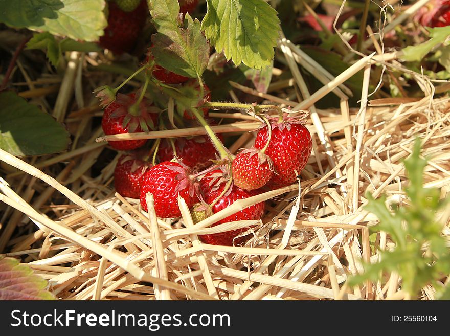 Fresh red ripe organic strawberries growing on a bed of straw. Fresh red ripe organic strawberries growing on a bed of straw