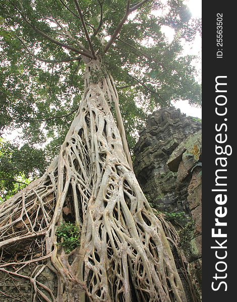 High tree in Ancieht Ta Prohm Prasat, Siamreap, Khmer Republic