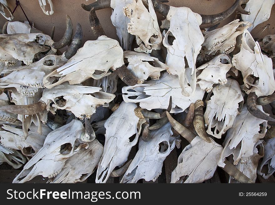 Collection of Cattle Skulls in New Mexico