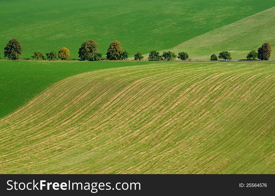 Cultivated Green Field