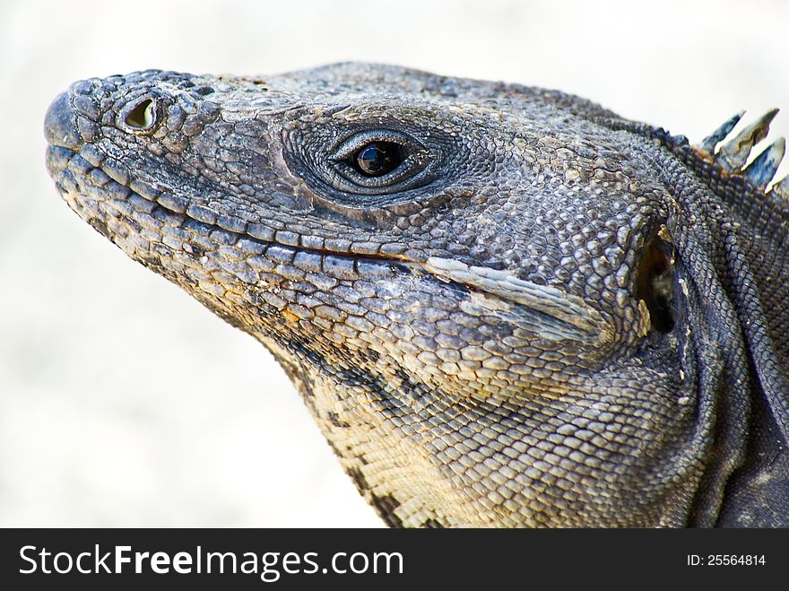 Iguana on the beach with close