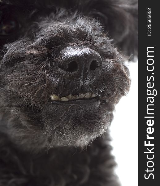 Close-up of a dog's buck-tooth smile. Close-up of a dog's buck-tooth smile.