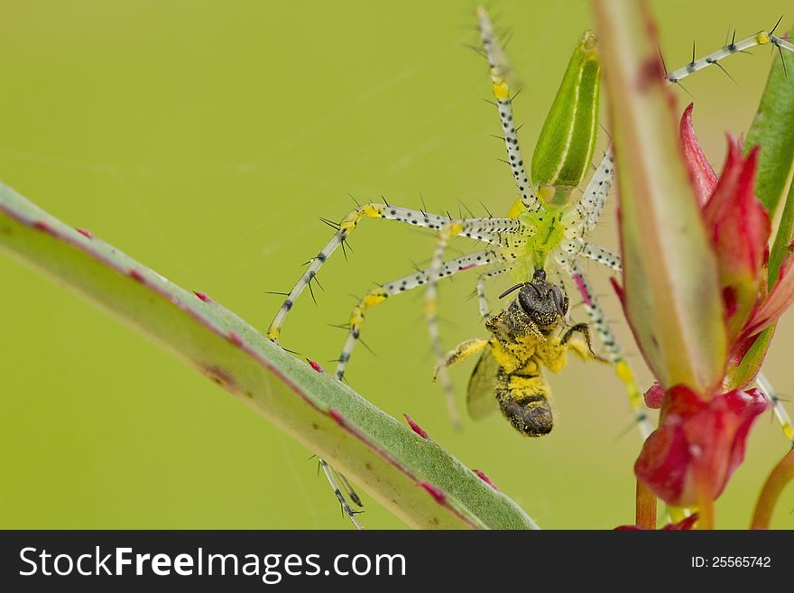 Become the food of bees, spiders. Become the food of bees, spiders.