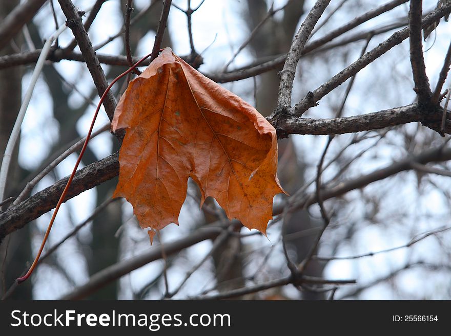 Autumn leaf in our forest. Autumn leaf in our forest.