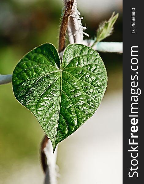 Green heart leaf in nature