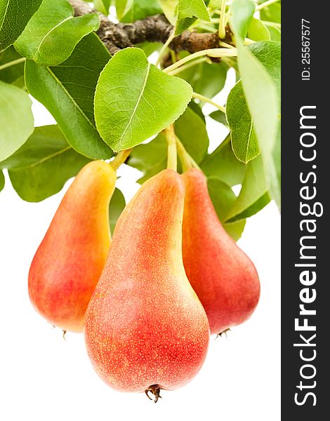 Three pears on a branch on white background