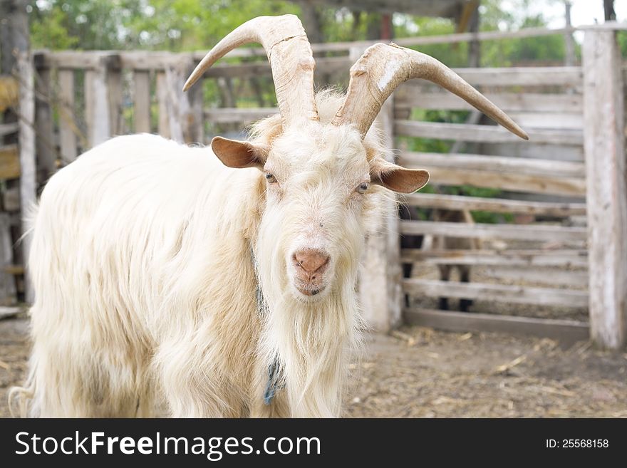 Billy goat-portrait domestic animals