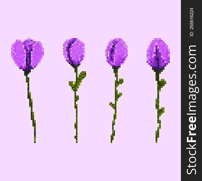4 Purple tulips icons s