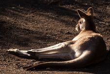 Lazy Grey Kangaroo Stock Image