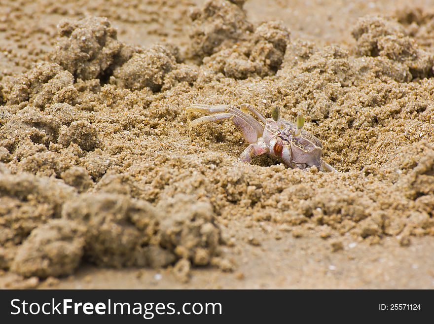 Crab with extended eyestalk on the beach. Crab with extended eyestalk on the beach