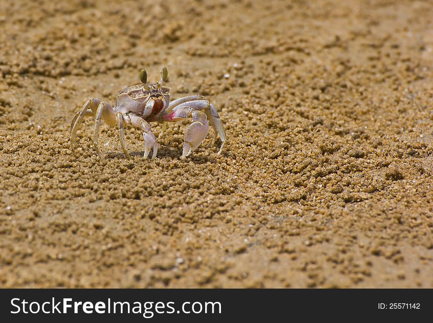 Crab with extended eyestalk on the beach. Crab with extended eyestalk on the beach