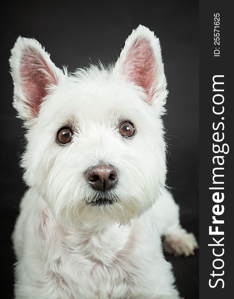 White Westhighland westie terrier isolated on black background