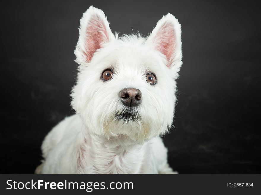 White Westhighland westie terrier isolated on black background