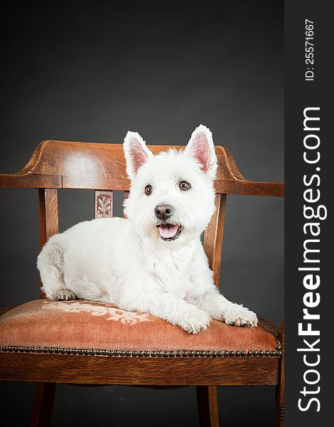 White Westhighland westie terrier lying on chair on black background