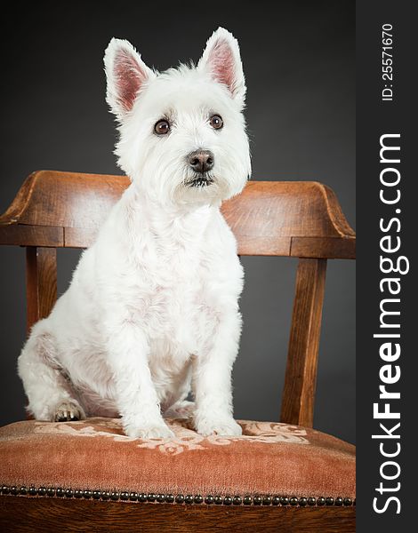 White Westhighland westie terrier sitting on chair  on black background