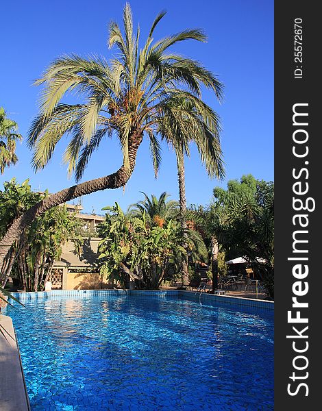 Pool surrounded by palm trees and chairs. Pool surrounded by palm trees and chairs