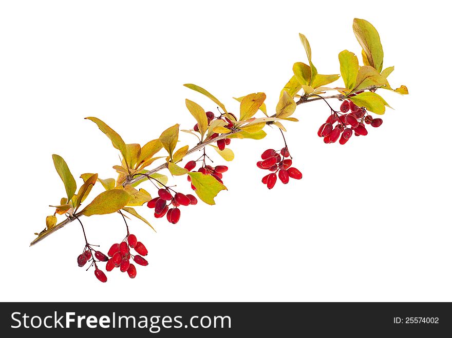 Red berberries branch isolated on white background. Red berberries branch isolated on white background