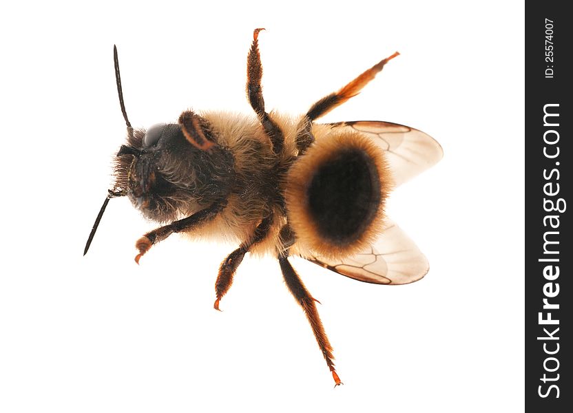 Small bee isolated on white background. Small bee isolated on white background