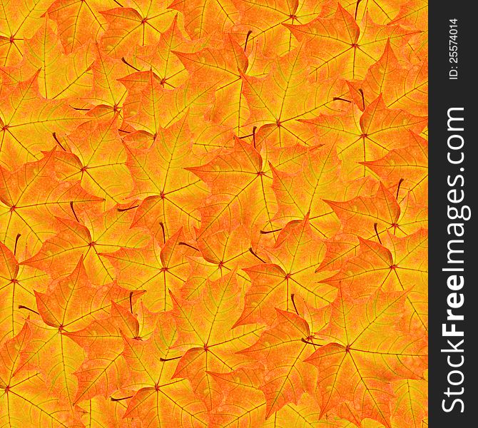 Red and yellow autumn maple leaves background. Red and yellow autumn maple leaves background