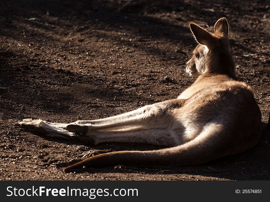 Sleepy Grey Kangaroo (Macropus giganteus) lying in the winter sunlight. Sleepy Grey Kangaroo (Macropus giganteus) lying in the winter sunlight